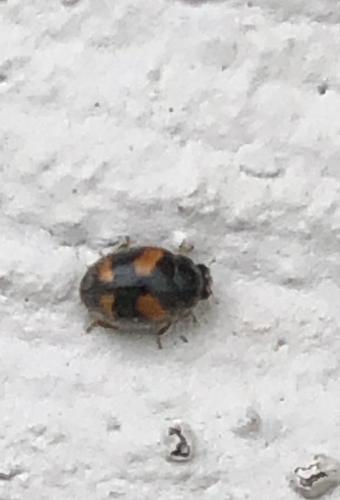 Nephus quadrimaculatus